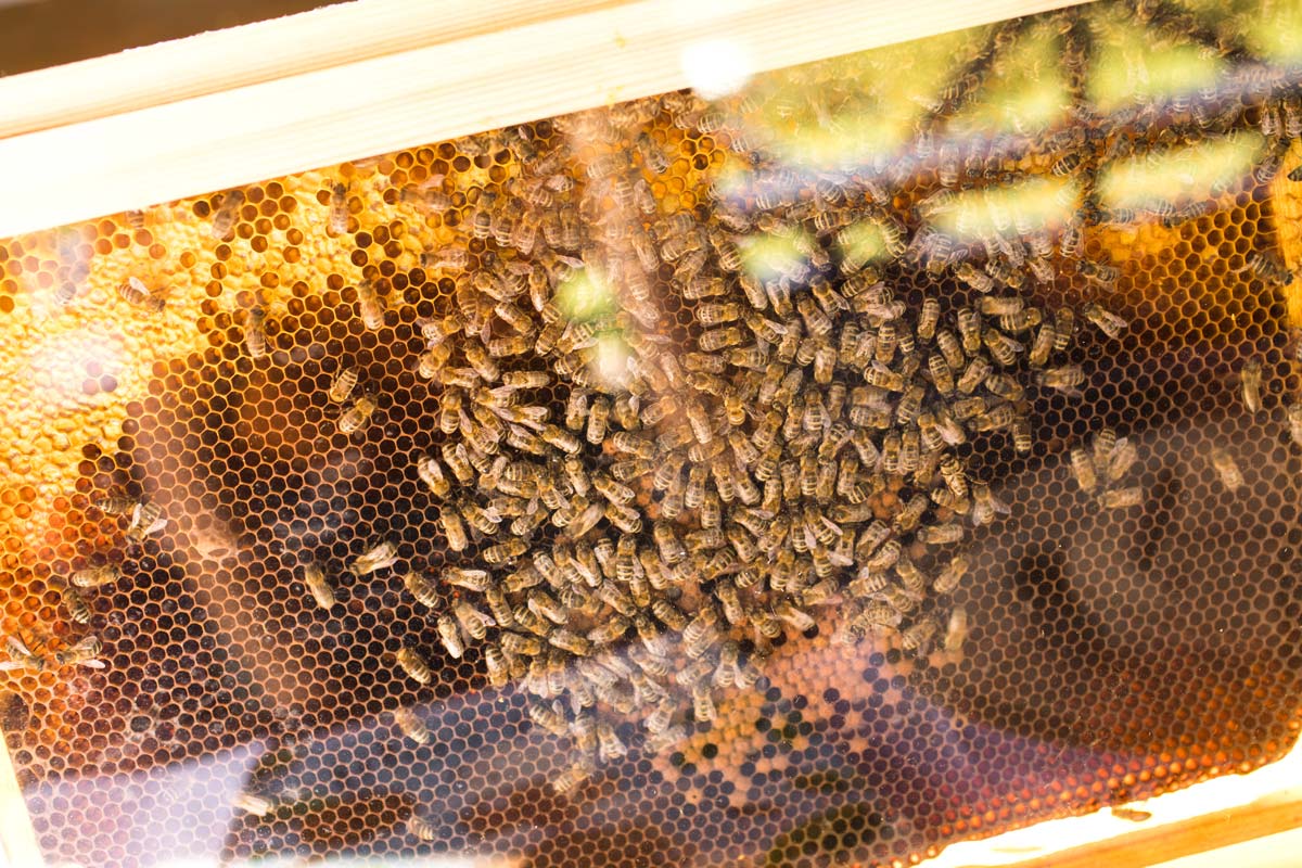Adoptuj pszczole Loft Kulinarny